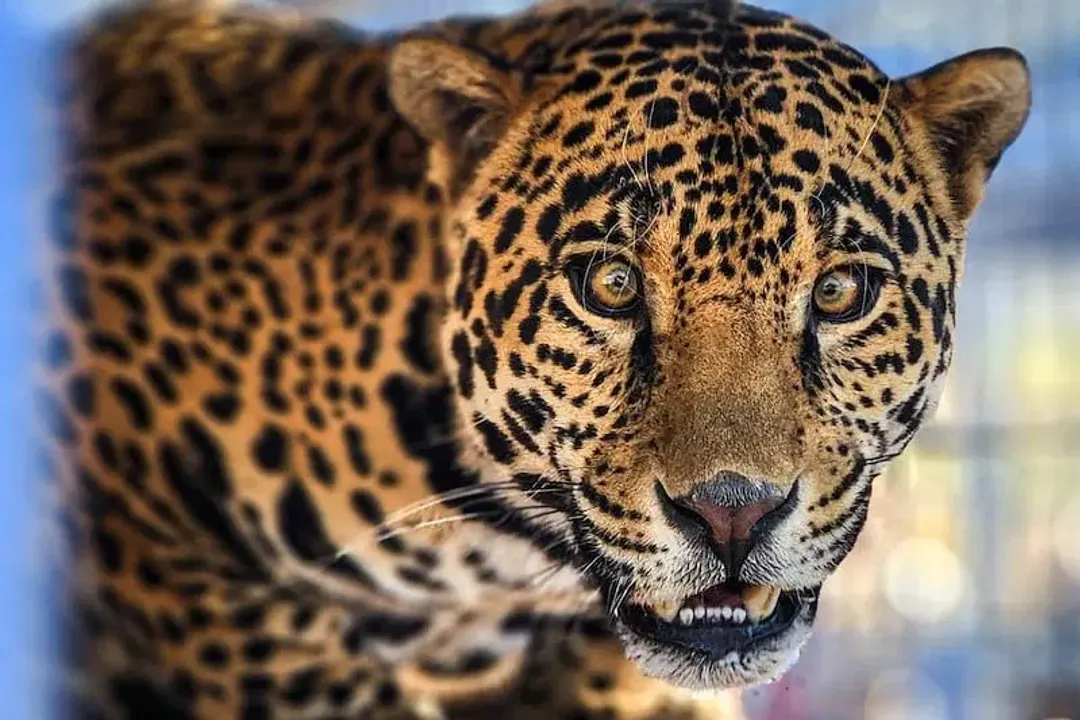 What is so special about jaguar?, American Apex