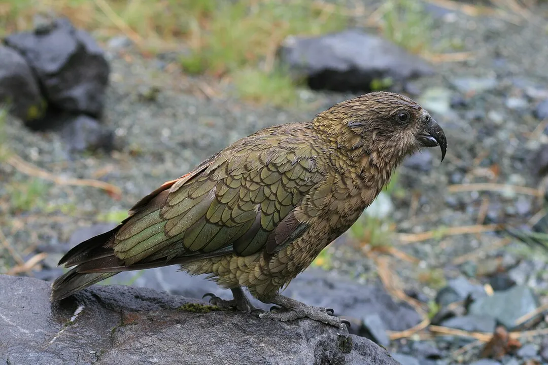 What is special about a kea?