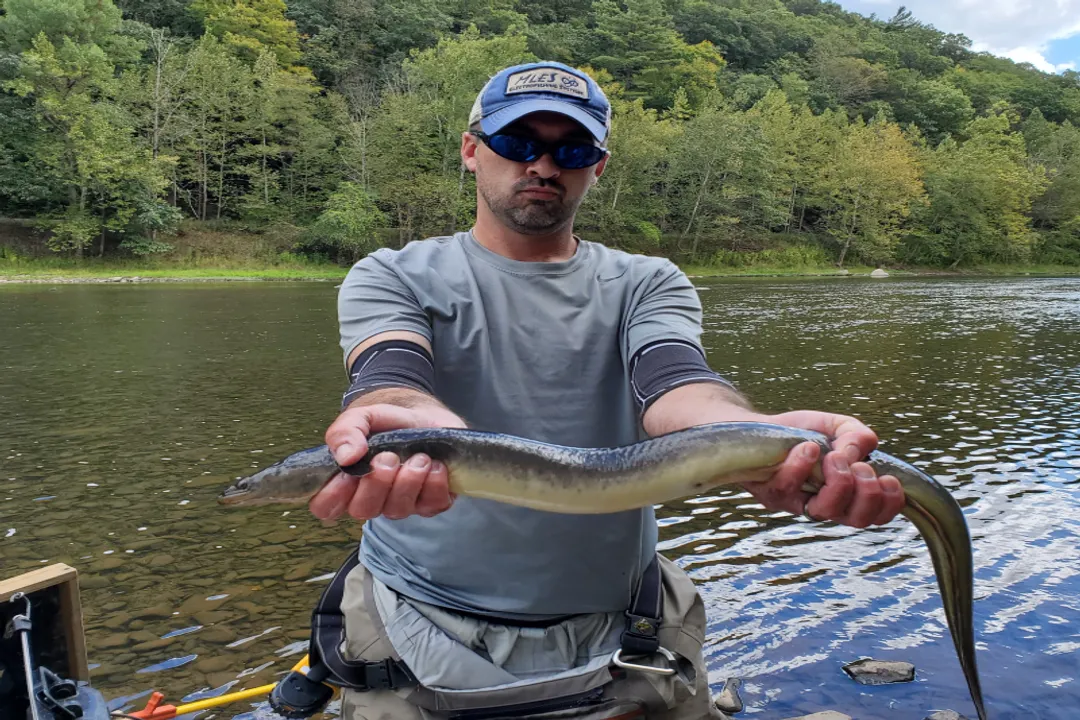 What is special about American eels?, Species Identity