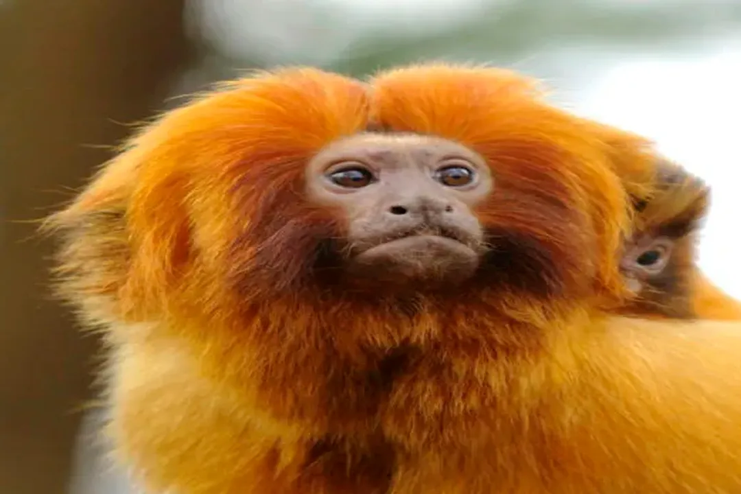 What is special about golden tamarins?, Fiery Coats