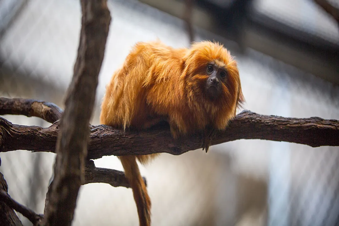 What is special about golden tamarins?, Brazilian Forests