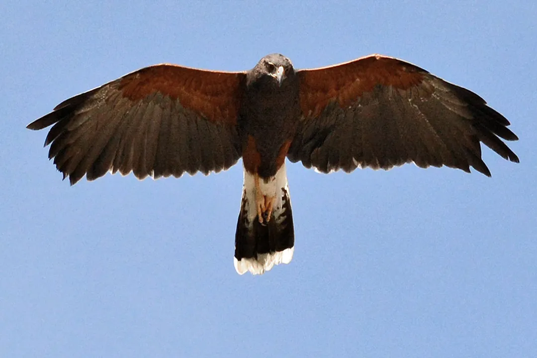 What is special about Harris's hawks?, Cooperative Hunting