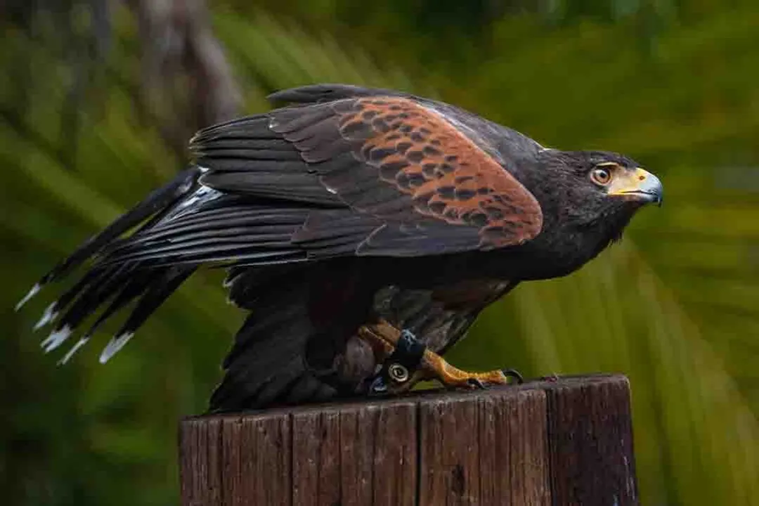 What is special about Harris's hawks?