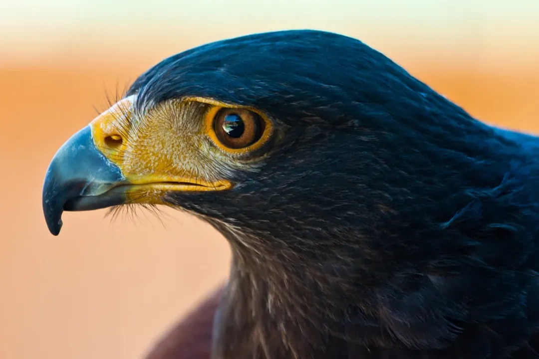 What is special about Harris's hawks?, Aiding Humans