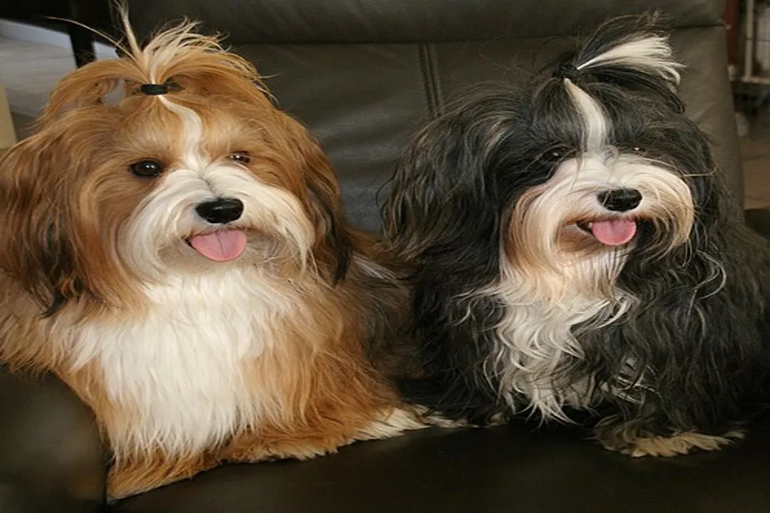 What is special about Havanese?, Silky Structure