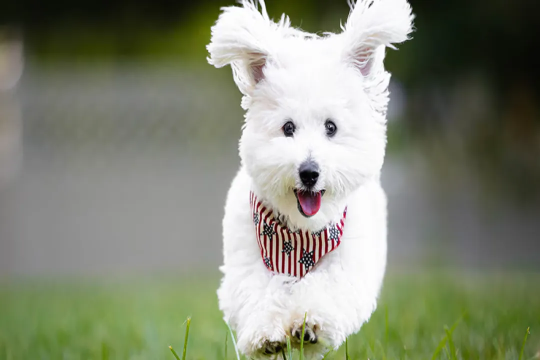 What is special about Havanese?, Sunny Temperament