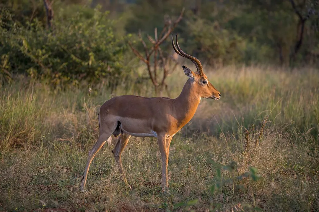 What is special about impala?, Antelope Identity