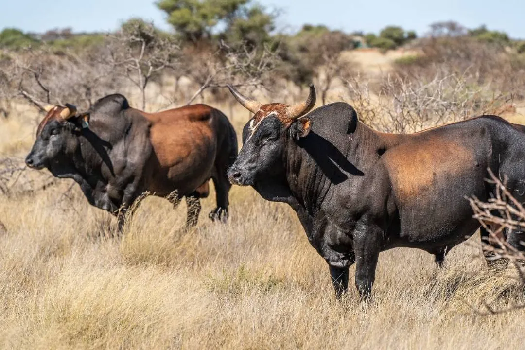 What is special about Nguni cattle?, Ancient Lineage