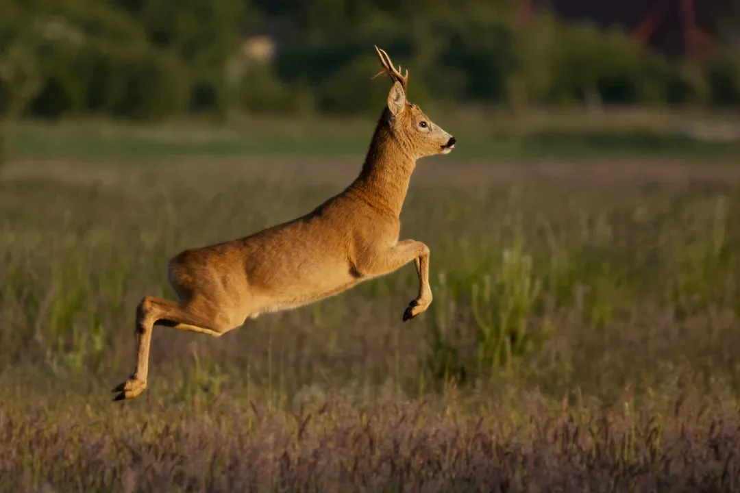 What is special about roe deer?, Wide Range