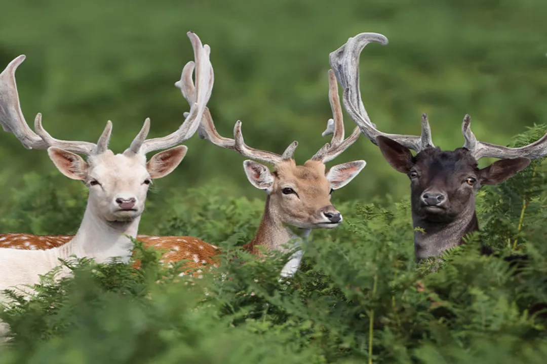What is special about roe deer?, Antlers Unique