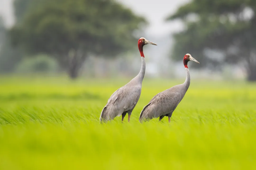 What is special about sarus cranes?, Nesting Foraging