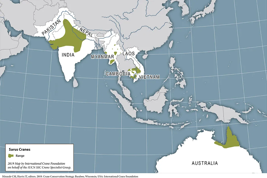 What is special about sarus cranes?, Lifelong Pairing
