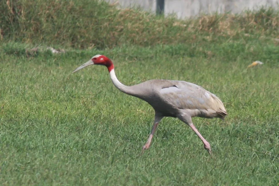 What is special about sarus cranes?
