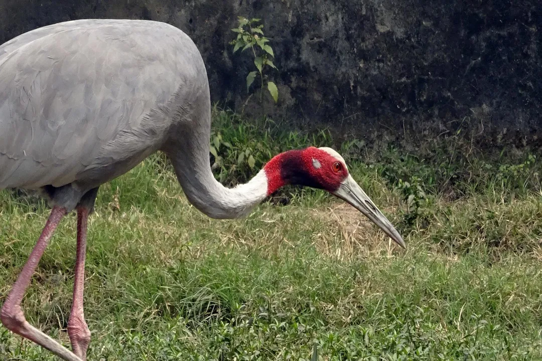 What is special about sarus cranes?, Mating Dance