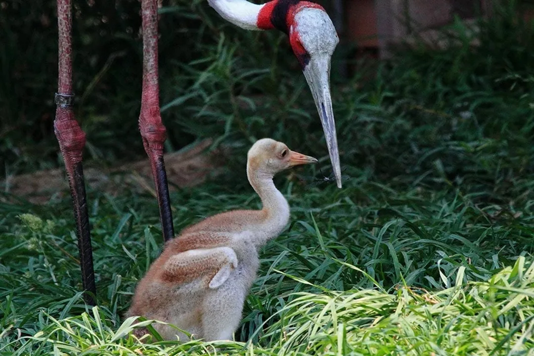 What is special about sarus cranes?, Stature Color