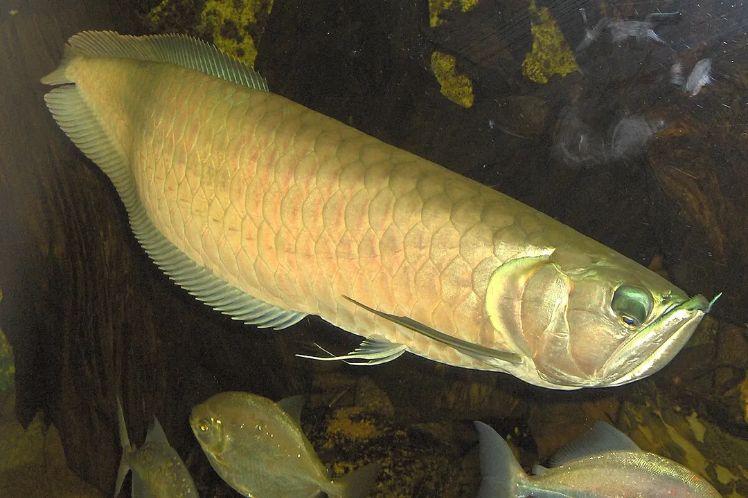 What is special about the arowana fish?, Species Contrast