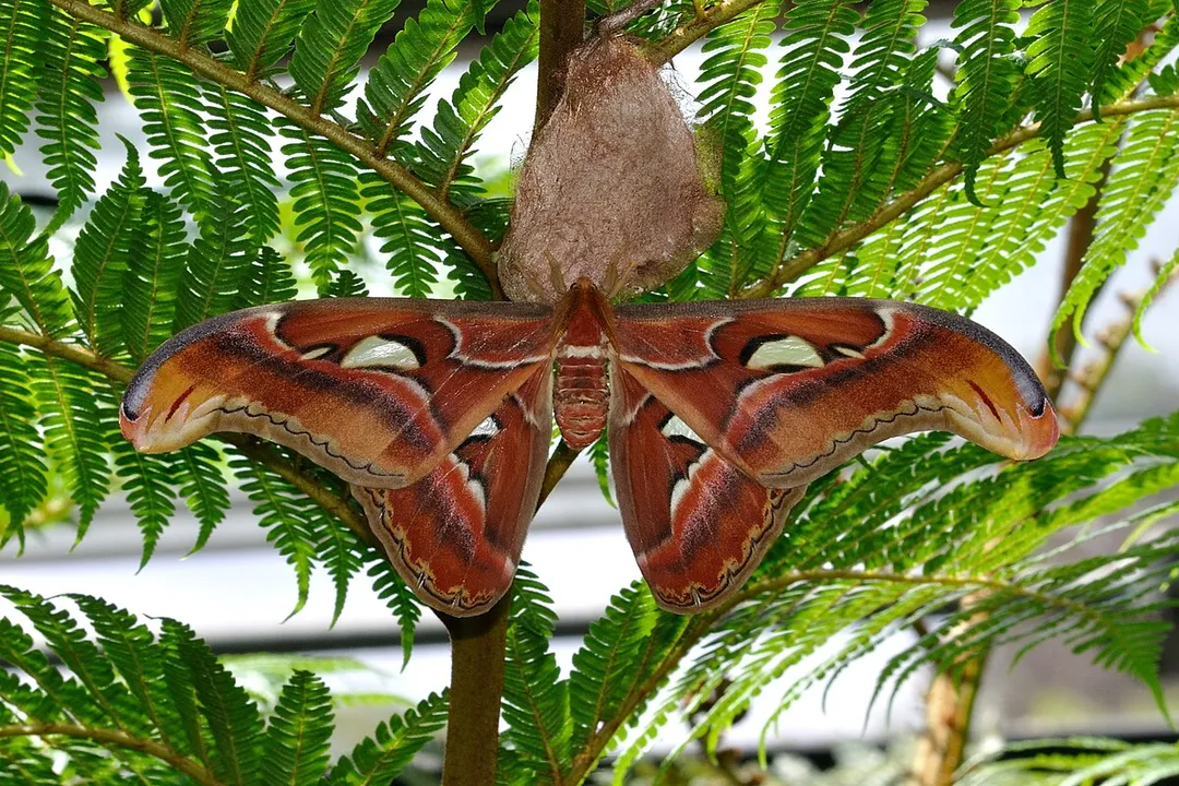 What is special about the Atlas moth?