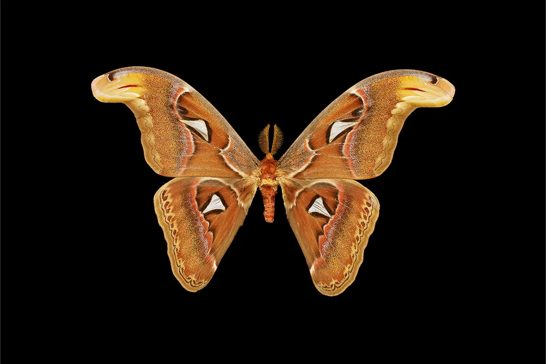 What is special about the Atlas moth?, Defensive Deception