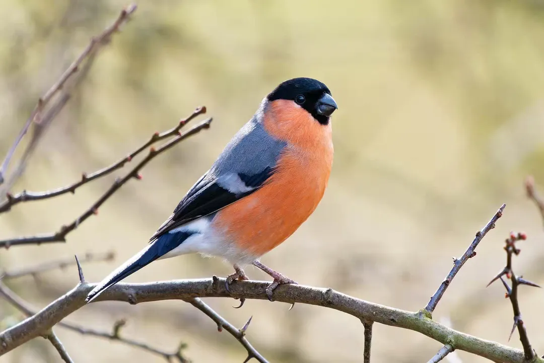 What is special about the Bullfinch bird?, The Quiet Language