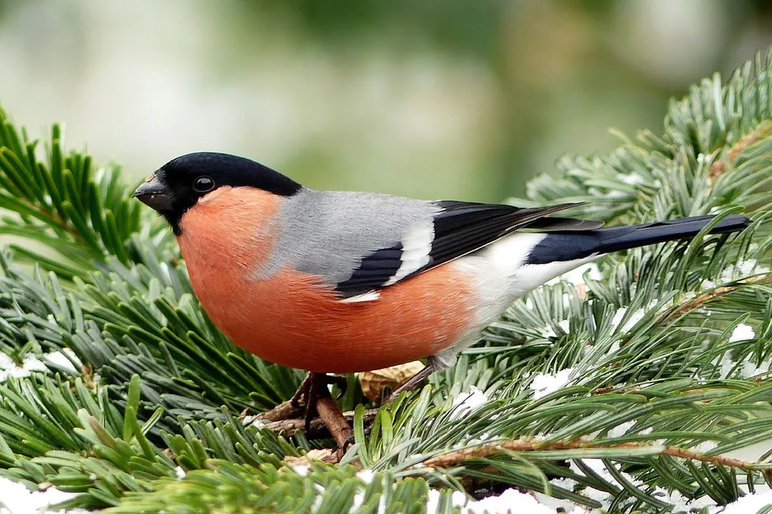 What is special about the Bullfinch bird?, Colour and Form