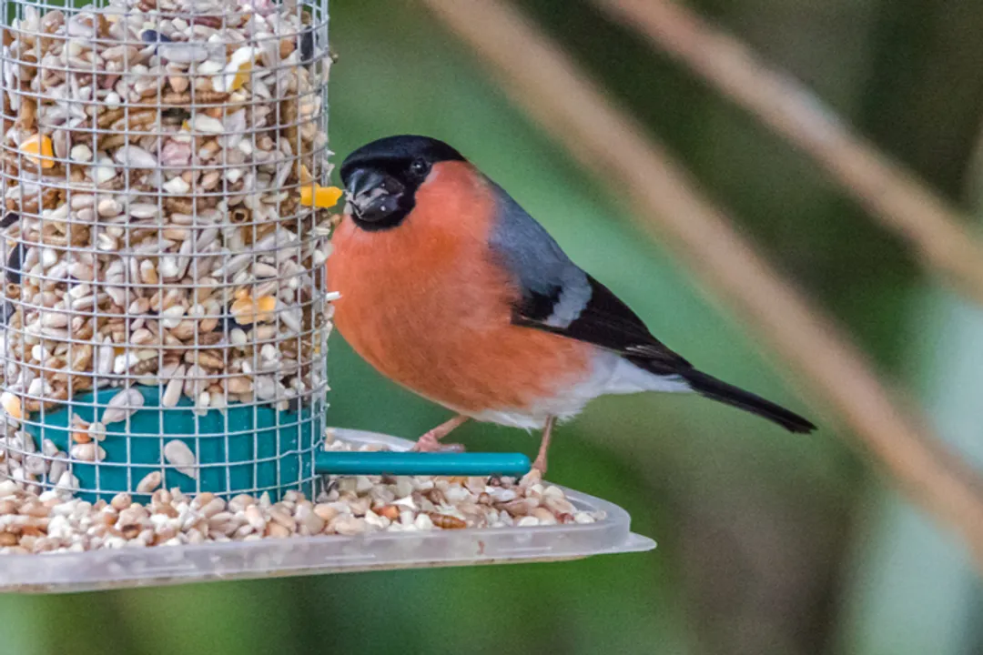 What is special about the Bullfinch bird?, A Budding Specialist
