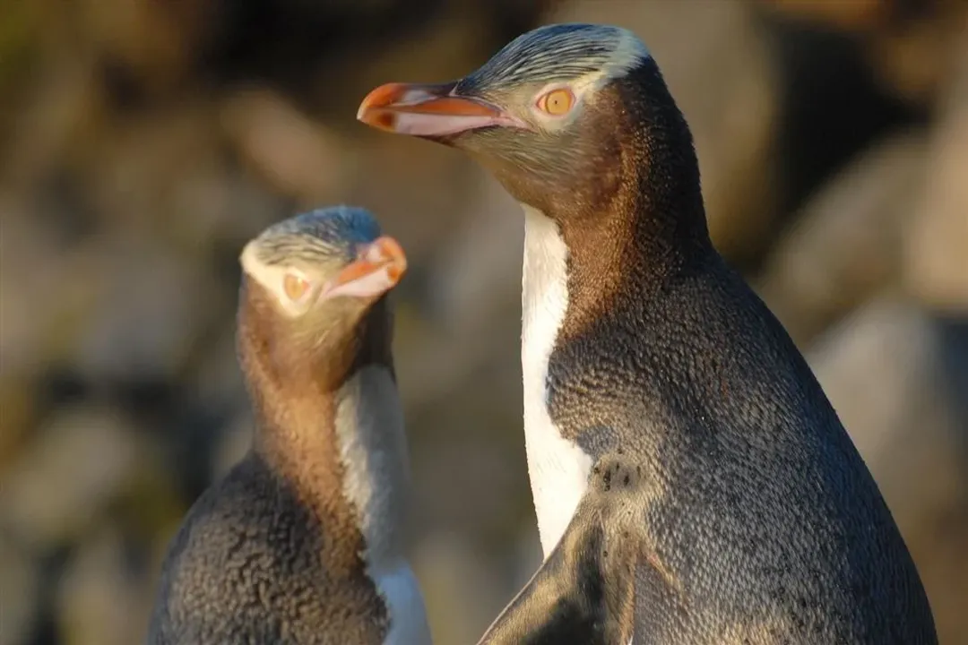 What is special about the yellow-eyed penguin?, Unique Markings