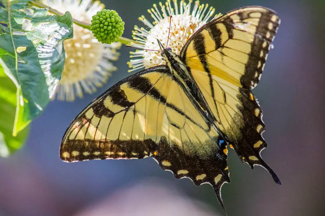 What is special about tiger swallowtails?