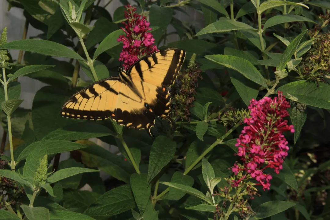 What is special about tiger swallowtails?, Life Cycle Notes