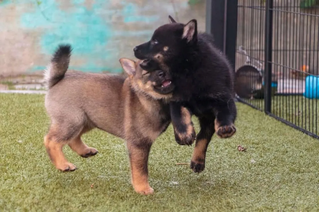 What is the ancestor of the Japanese Spitz?, Primary Link