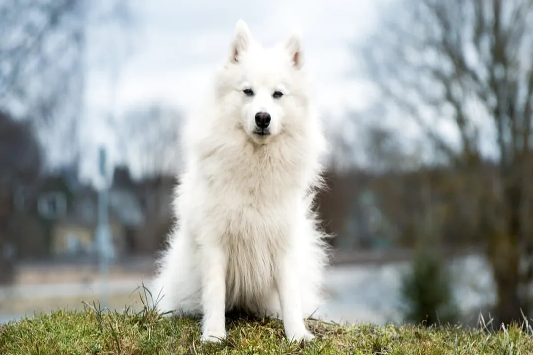 What is the ancestor of the Japanese Spitz?, Breeding Goals