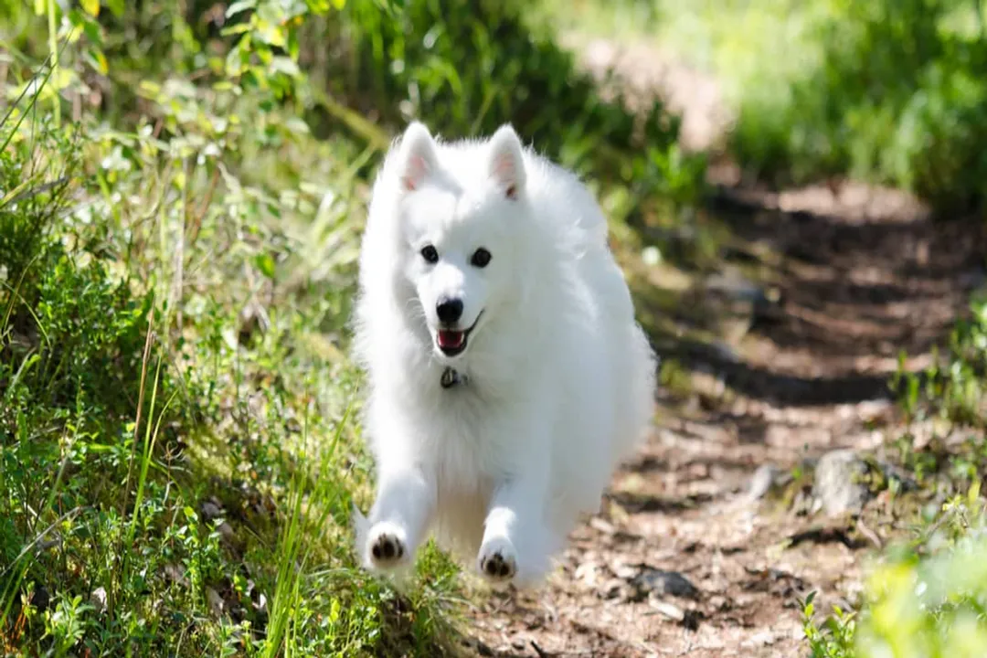 What is the ancestor of the Japanese Spitz?, Breed Refinement
