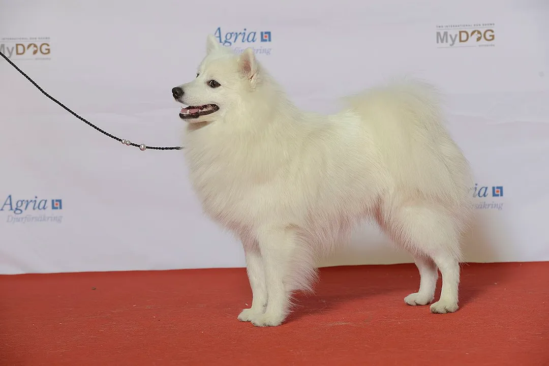 During which historical period did the development of the Japanese Spitz into a distinct breed primarily take place?