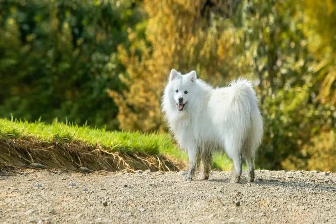 What is the ancestor of the Japanese Spitz?, Japanese Origin Distinction