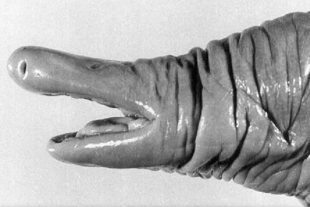 What is the ancestry of the caecilian?, Molecular Markers