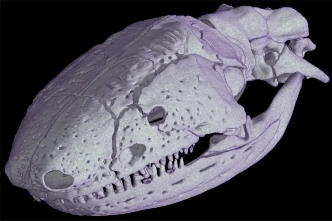 What is the ancestry of the caecilian?, Fossil Evidence