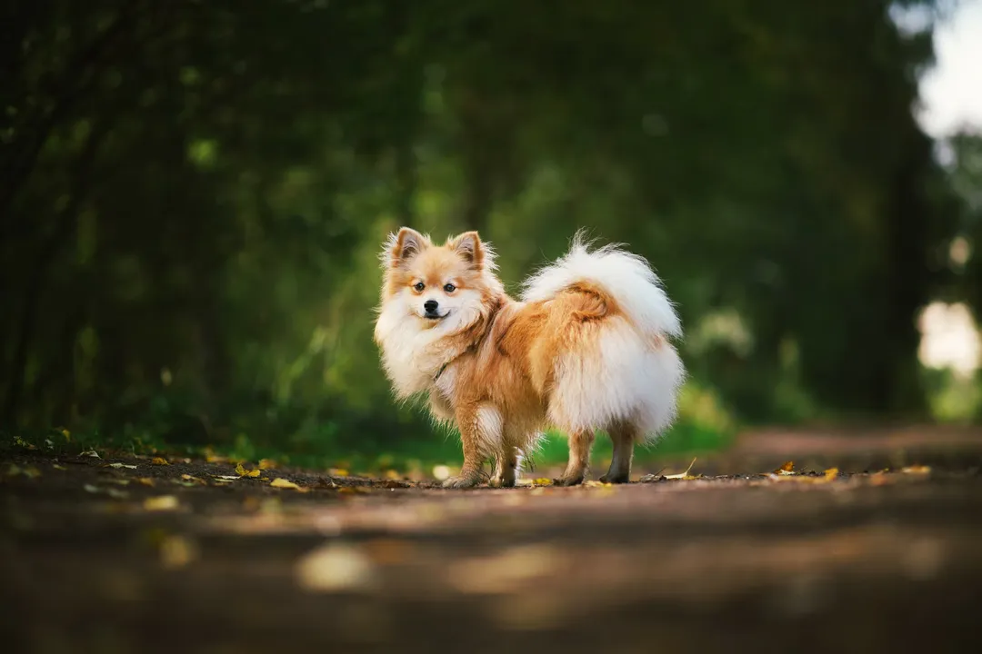 What is the behavior of a German Spitz?, Exercise and Mental Needs