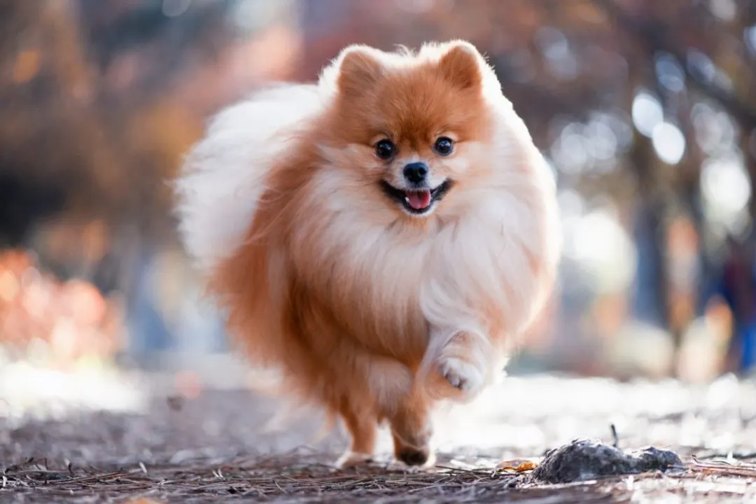 What is the behavior of a German Spitz?, Guarding Nature