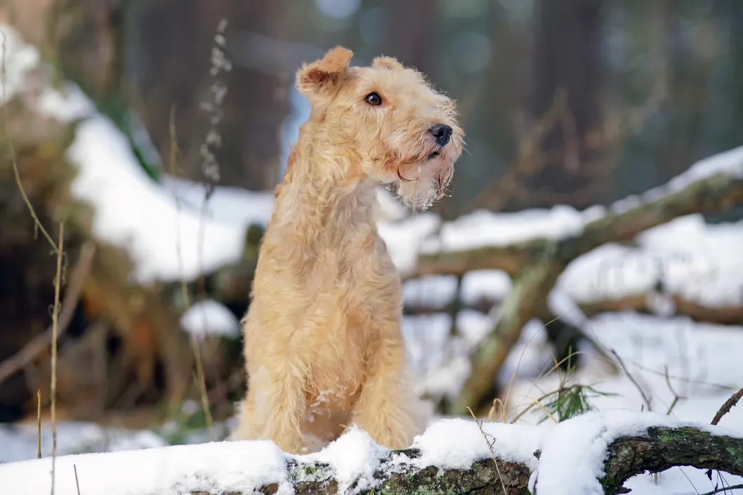 What is the behavior of a Lakeland Terrier?, Social Dynamics