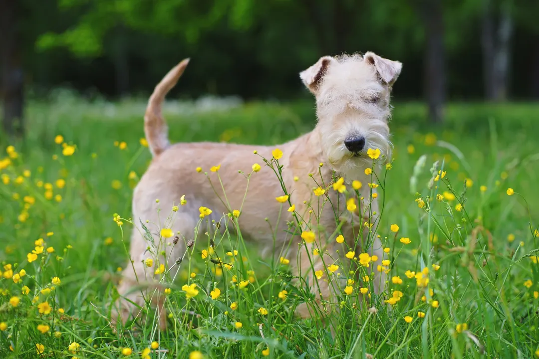 What is the behavior of a Lakeland Terrier?, Core Temperament
