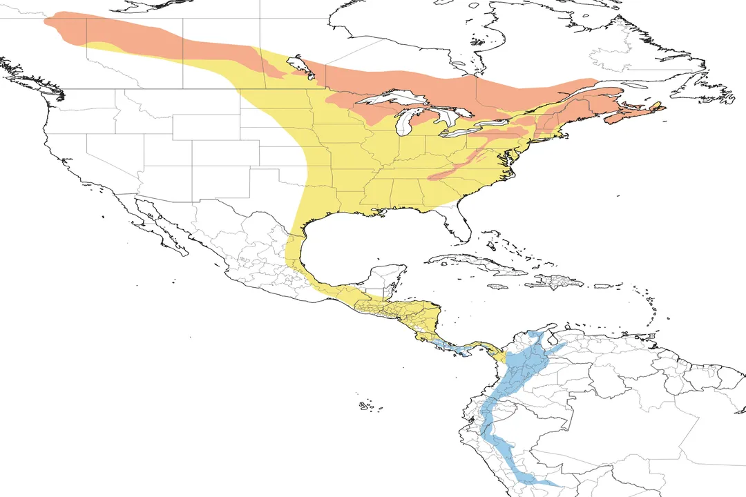 What is the behavior of the Canada warbler?, Vocal Display