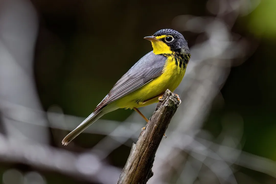 What is the behavior of the Canada warbler?, Foraging Style