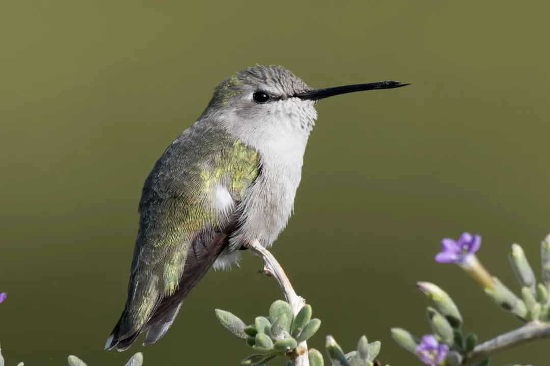 What is the behavior of the Costa's hummingbird?, Male Display
