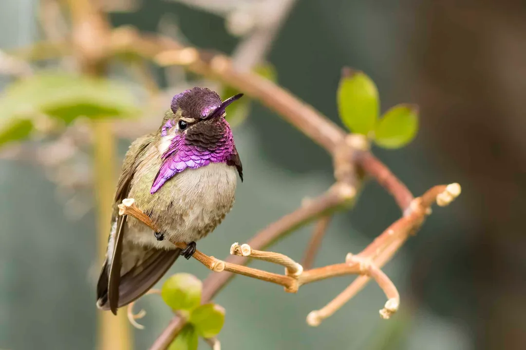 What is the behavior of the Costa's hummingbird?