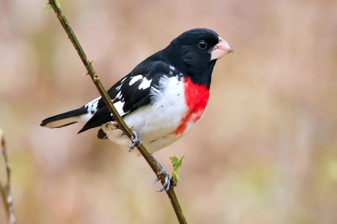 What is the best bird feeder for rose-breasted grosbeaks?