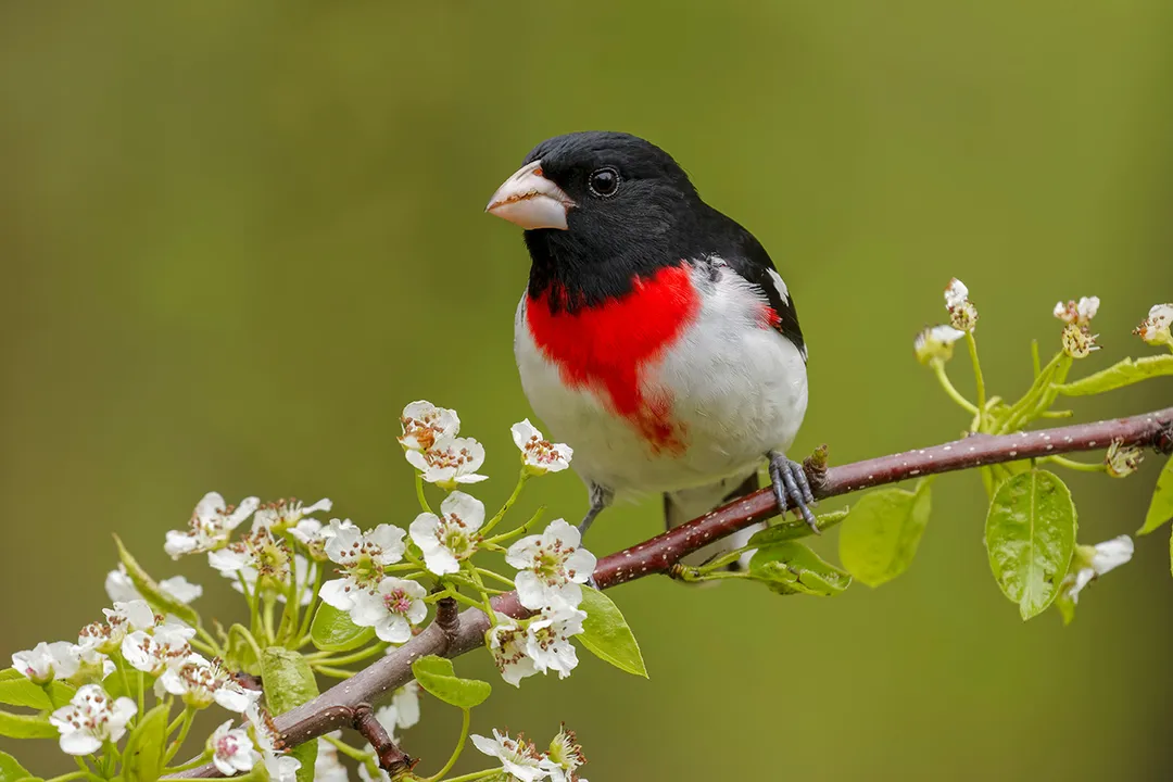 What is the best bird feeder for rose-breasted grosbeaks?, Bird Build