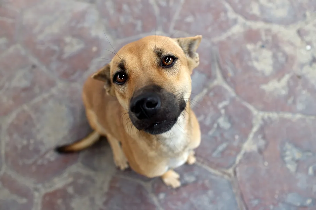 What is the best cross with a Golden Retriever?, Health Considerations