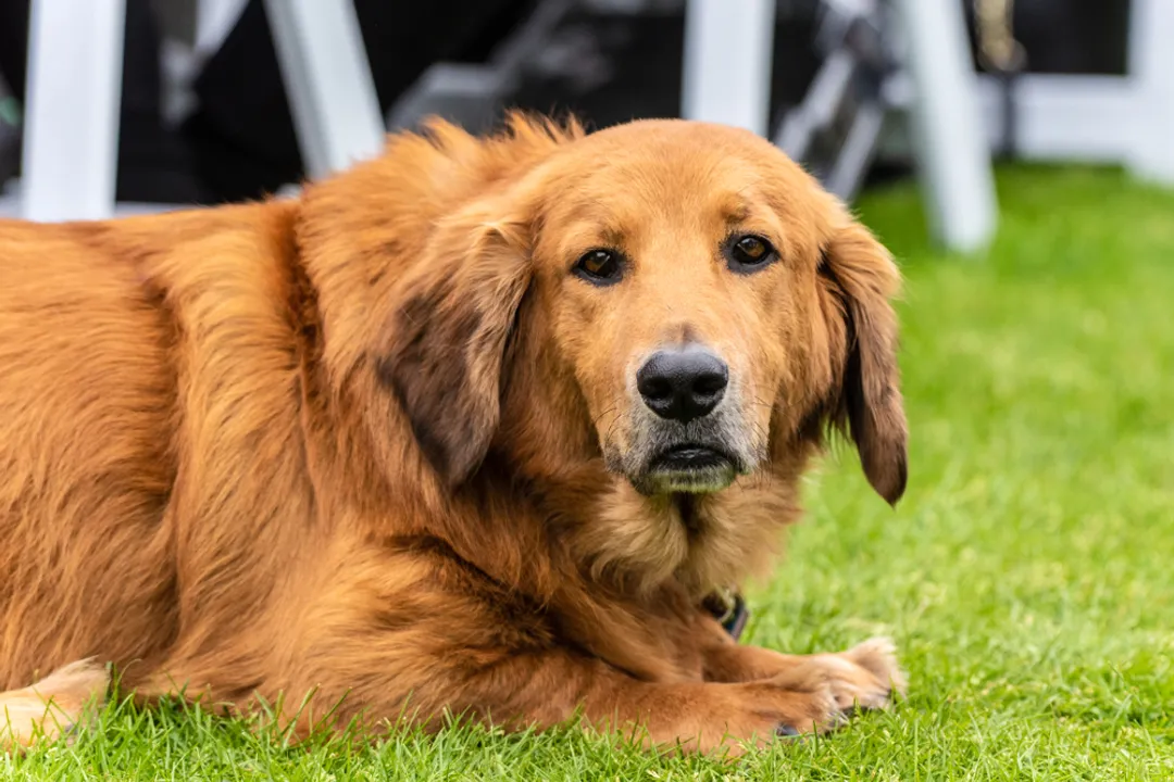What is the best cross with a Golden Retriever?, Lifestyle Matching
