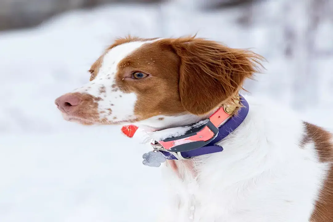What is the best diet for a Brittany Spaniel?, Raw Diet