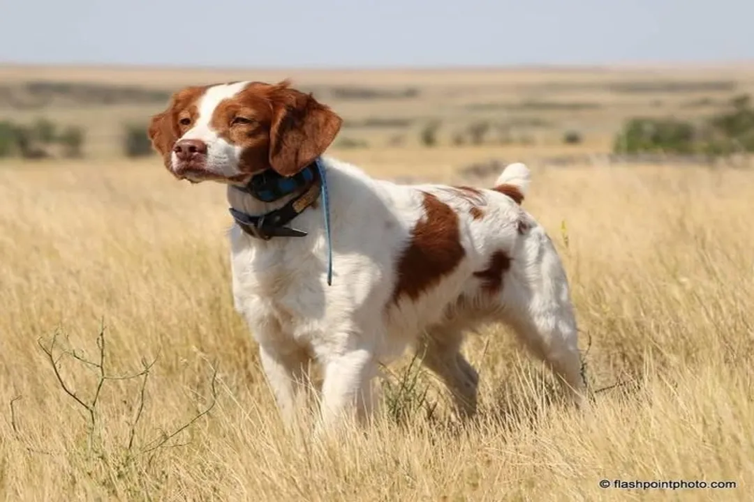 What is the best diet for a Brittany Spaniel?, Breed Energy