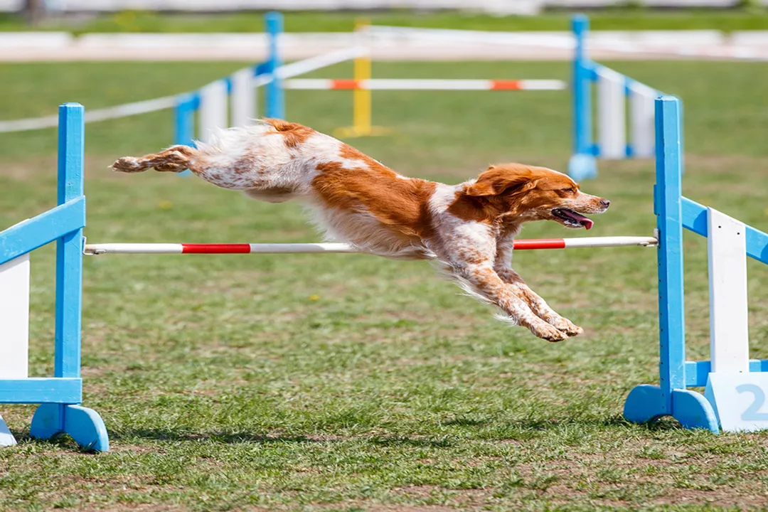 What is the best diet for a Brittany Spaniel?, Foods Avoided